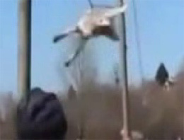 Köpeklere akılalmaz işkence!